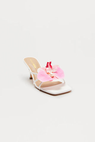 Island Sun Orchid Mules
